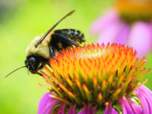 bees
