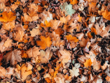 leaves