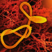 Ebola